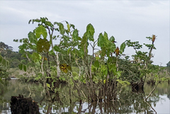 Montrichardia linifera