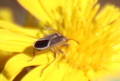 Ochrimnus lineoloides