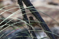 Melospiza melodia