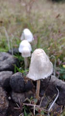 Panaeolus cyanescens