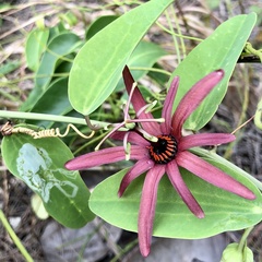 Passiflora cupraea