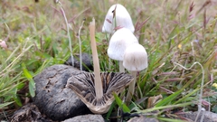 Panaeolus cyanescens