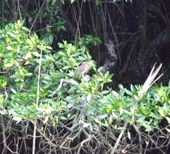 Butorides striata
