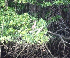 Butorides striata