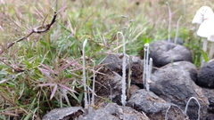 Panaeolus cyanescens