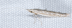 Coleophora glaucella