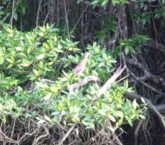 Butorides striata