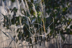 Setophaga coronata coronata