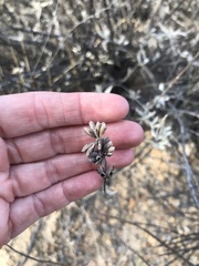 Salvia apiana × clevelandii