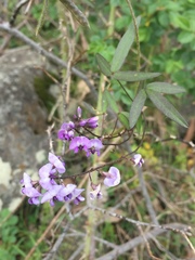 Glycine microphylla