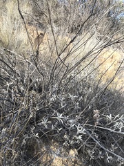 Salvia apiana × clevelandii