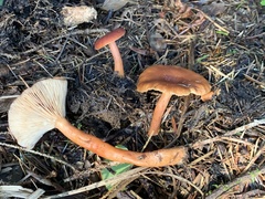 Lactarius substriatus