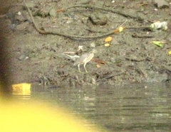 Butorides striata