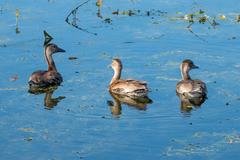 Dendrocygna autumnalis