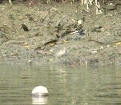 Butorides striata