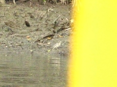 Butorides striata