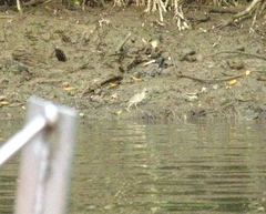 Butorides striata