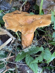 Lactarius aestivus