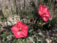 Ipomoea microdactyla