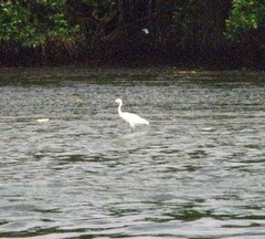 Egretta garzetta
