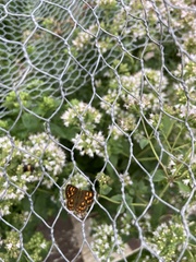 Lycaena enysii