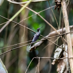 Phaethornis hispidus