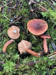 Lactarius atrobadius