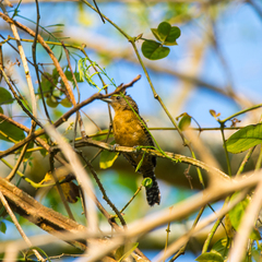 Cymbilaimus sanctaemariae