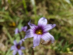 Sisyrinchium platense