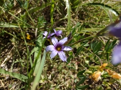 Sisyrinchium platense