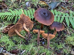 Cortinarius aurantiobasis