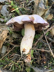 Cortinarius putorius