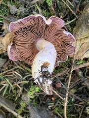 Cortinarius putorius