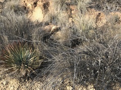 Salvia apiana × clevelandii