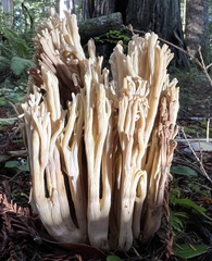 Ramaria acrisiccescens