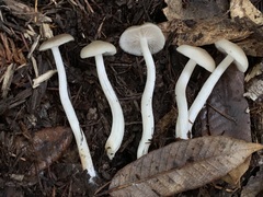Entoloma acutipes