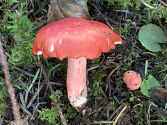 Russula americana