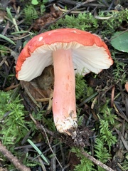 Russula americana