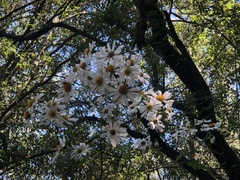 Montanoa grandiflora