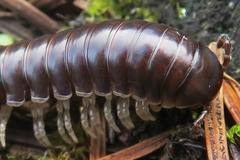 Thrinaphe hargeri