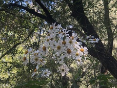 Montanoa grandiflora