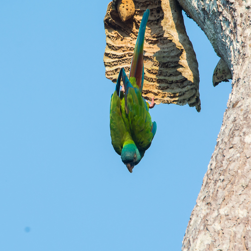 Blue-headed Macaw