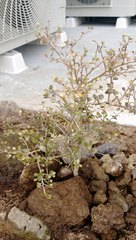 Myrsine aquilonia