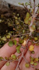 Myrsine aquilonia