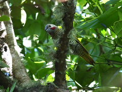 Colaptes auricularis
