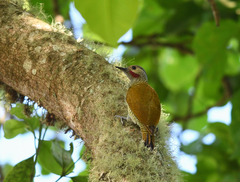 Colaptes auricularis