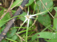 Rhynchospora nervosa