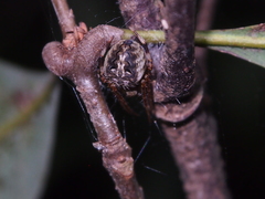 Neoscona menghaiensis