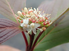 Cornus sericea sericea