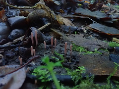 Clavaria rosea
